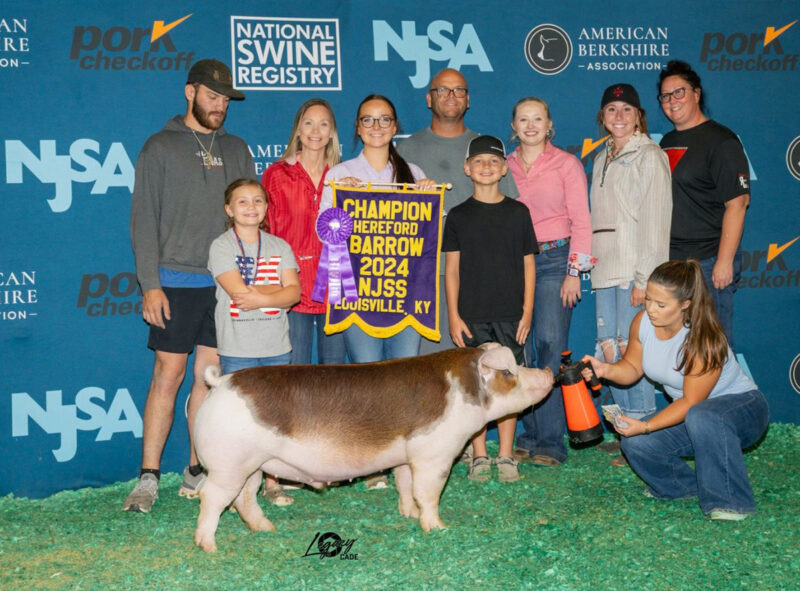 Champion Hereford Barrow