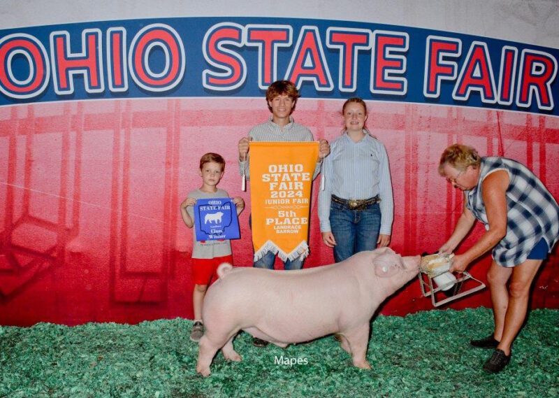 5th Overall Landrace Barrow
