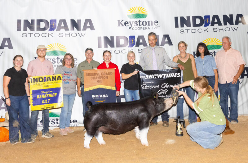 Reserve Champion Gilt & Champion Berkshire Gilt