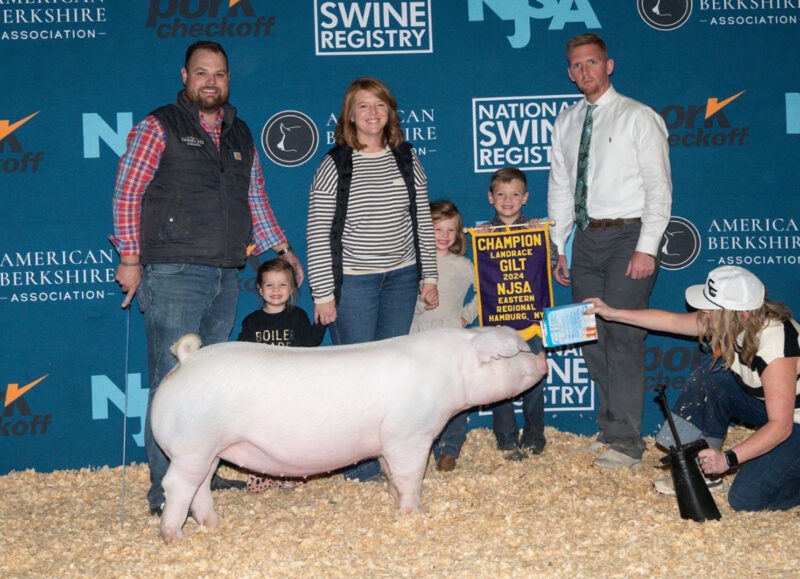 Champion Landrace Gilt