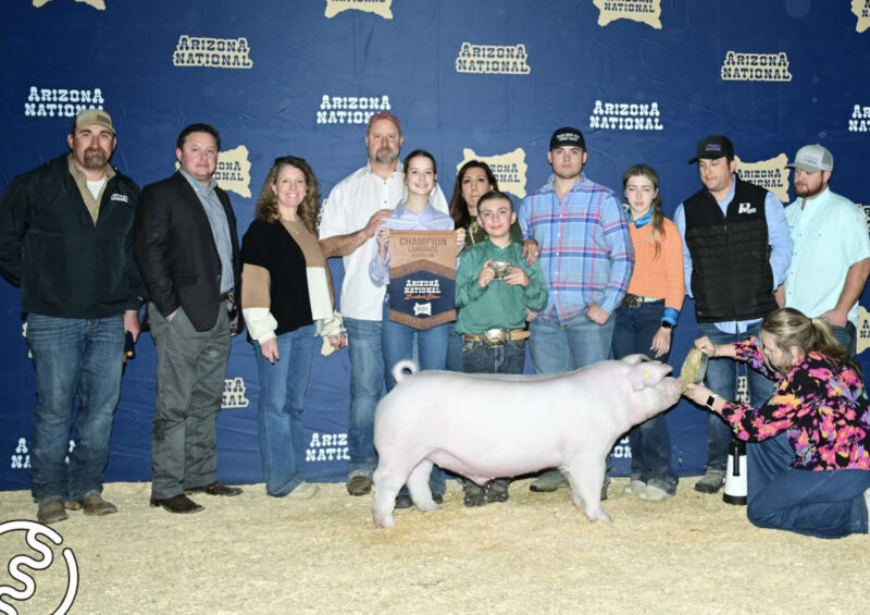 Champion Landrace Barrow
