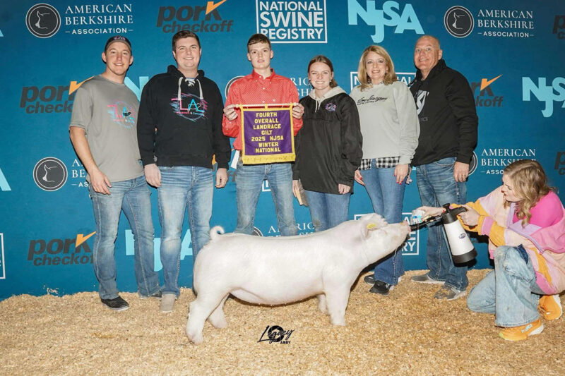 4th Overall Landrace Barrow