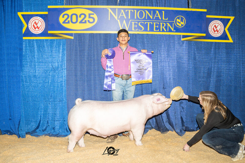Champion Landrace Barrow