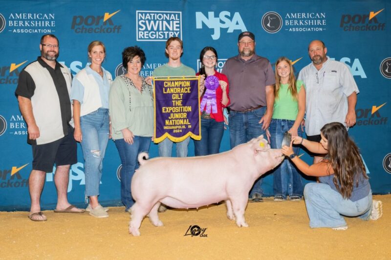 Champion Landrace Gilt