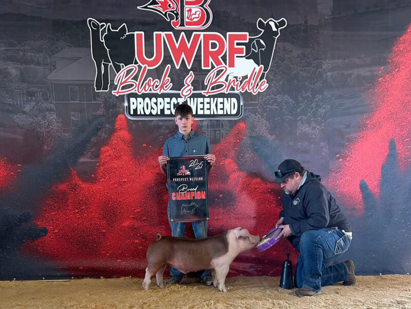 Champion Hereford Barrow