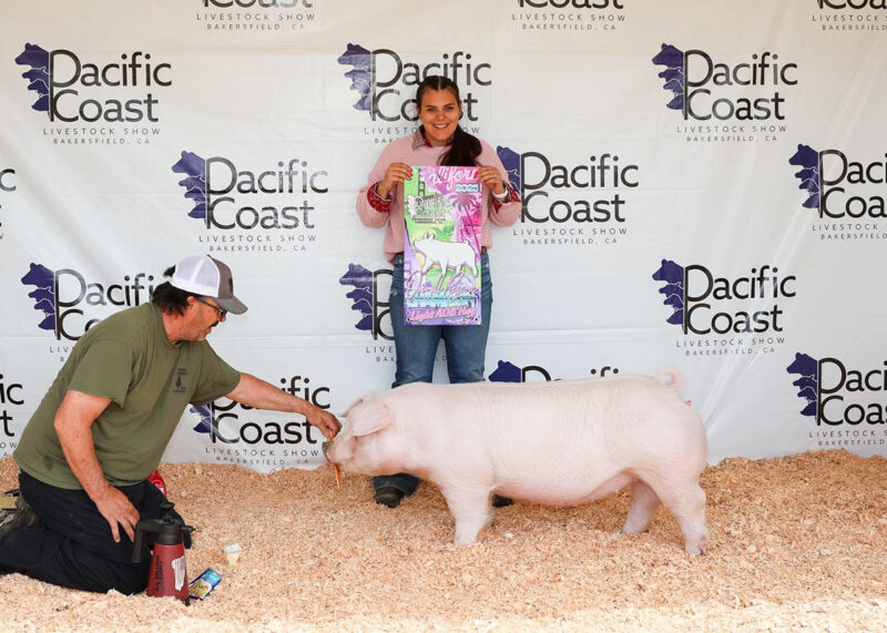 Reserve Champion Market Hog