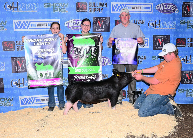 3rd Overall Gilt and Champion Berkshire