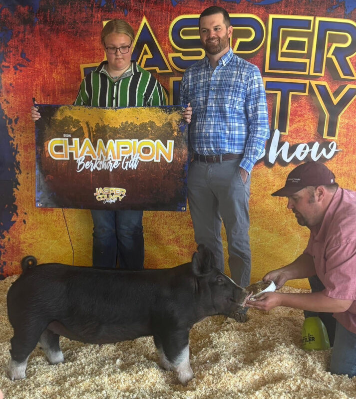 Champion Berkshire Gilt