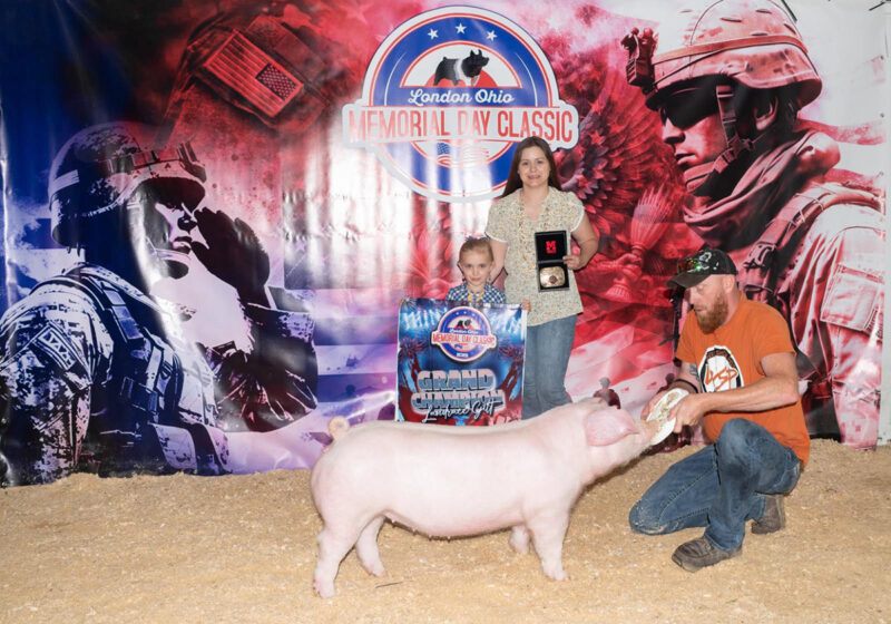 Champion Landrace Gilt