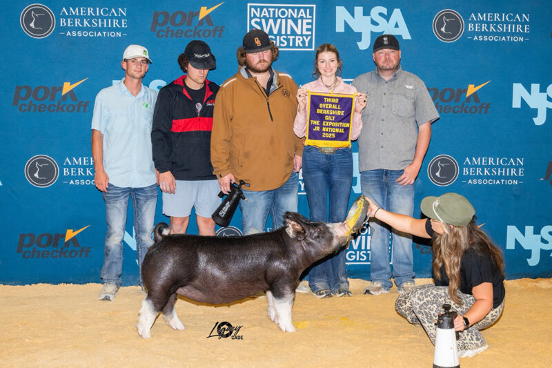 3rd Overall Berkshire Gilt