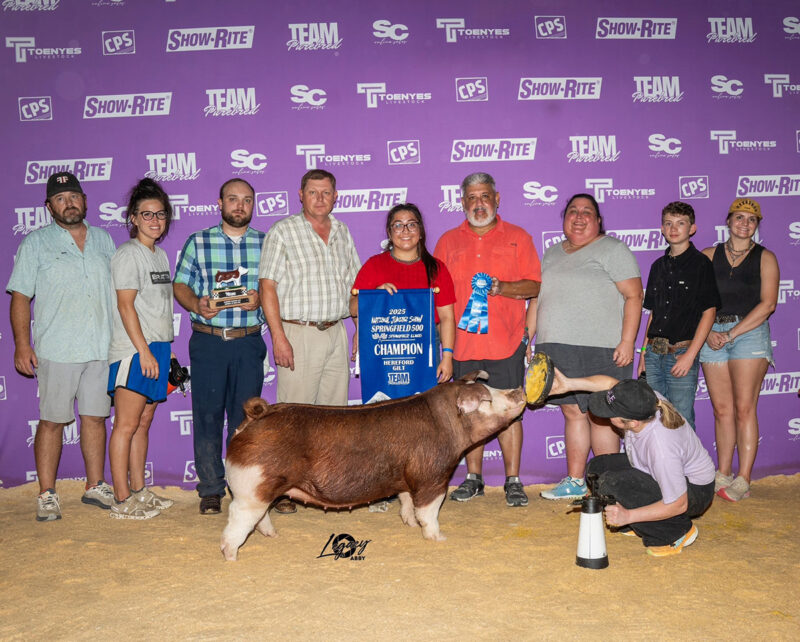 Champion Hereford Gilt