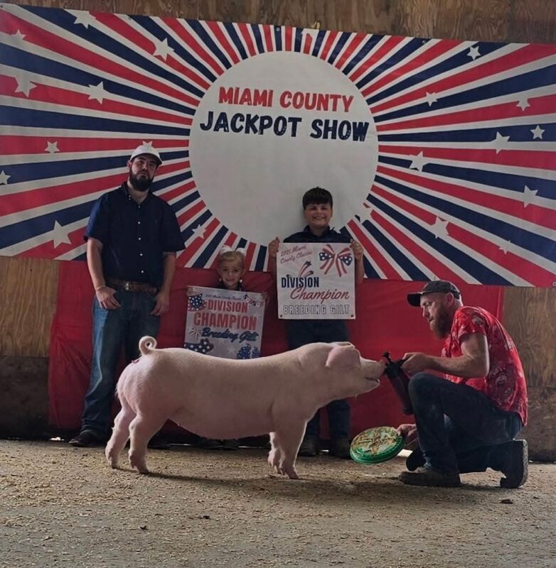 Division Champion Breeding Gilt