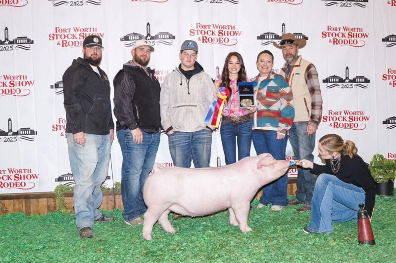 Champion Landrace Gilt