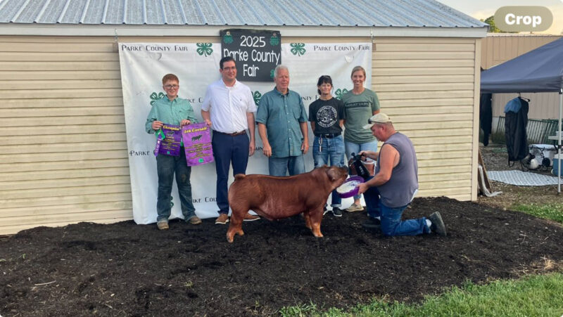 5th Overall Barrow and Champion Duroc