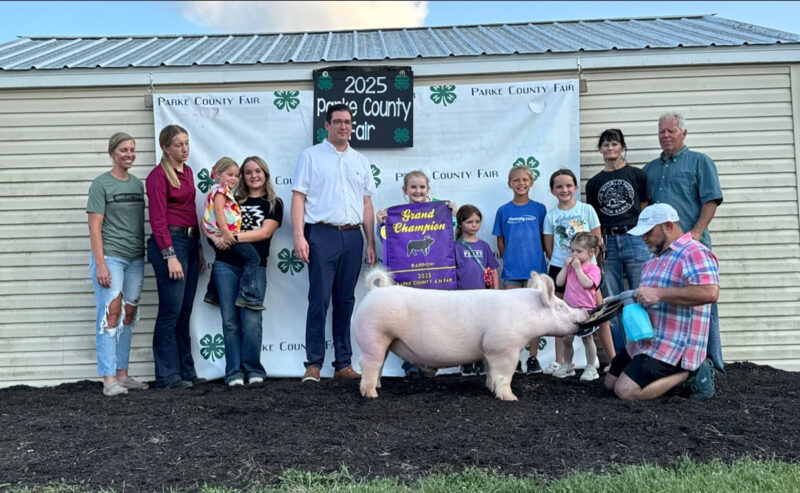 Grand Champion Barrow