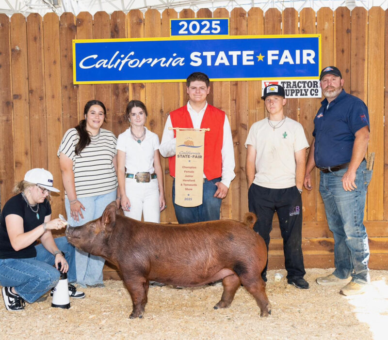 Champion Tamworth Gilt