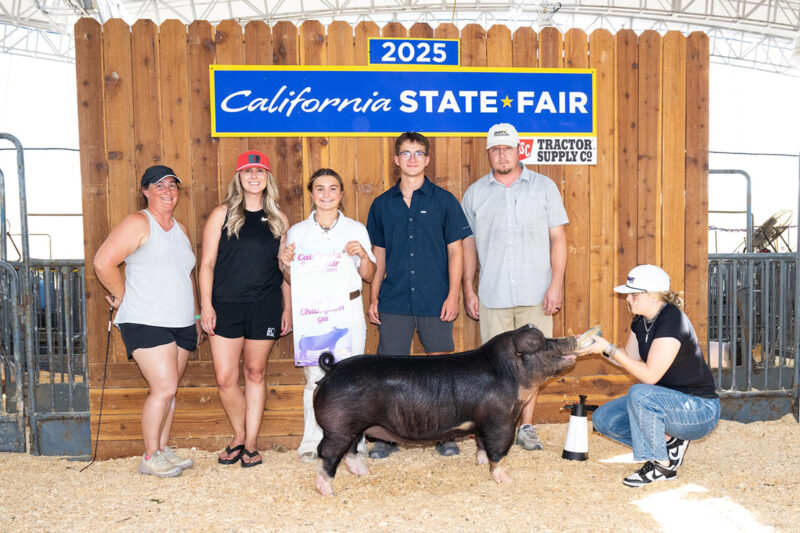 Reserve Champion Poland Gilt