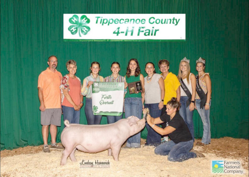 4th Overall Gilt and Champion Landrace