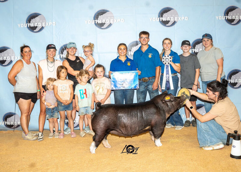 Champion Poland Gilt