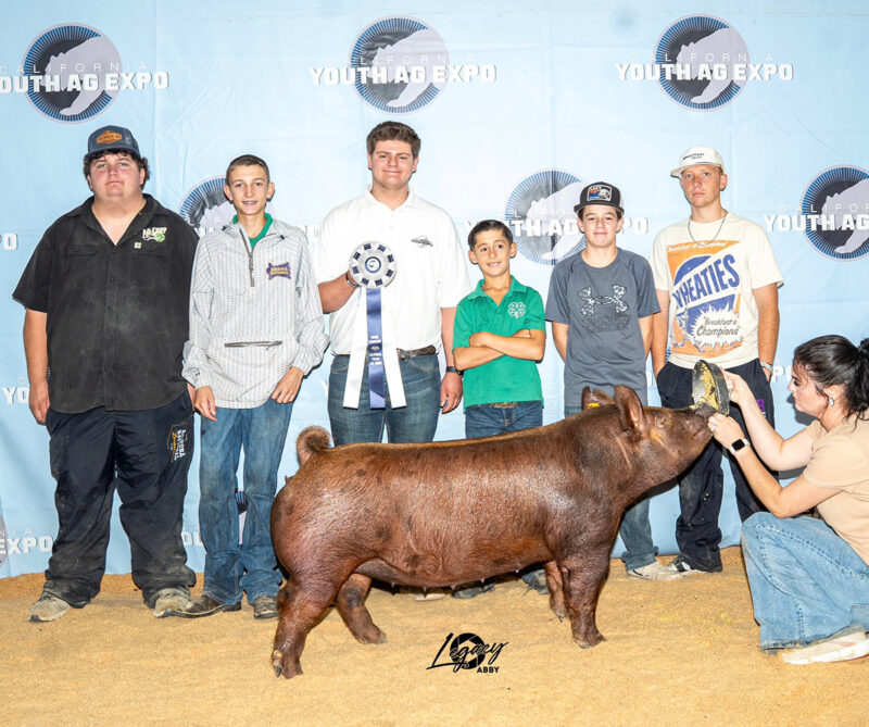 Champion Tamworth Gilt