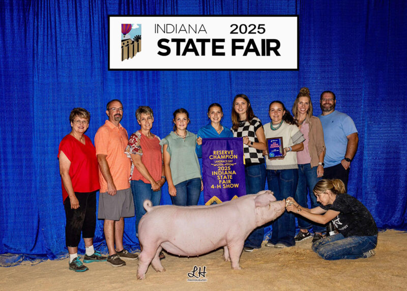 Reserve Landrace Gilt