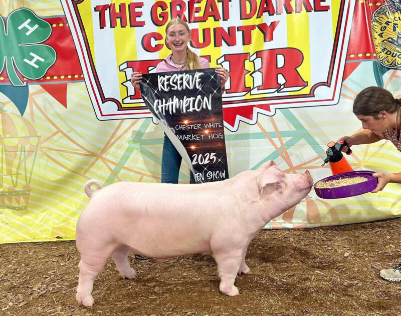 Reserve Champion Chester Barrow