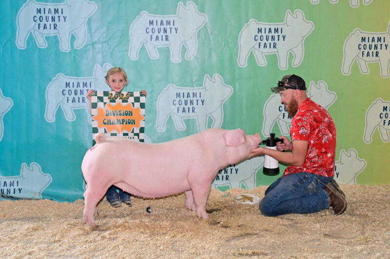 Champion Landrace Gilt