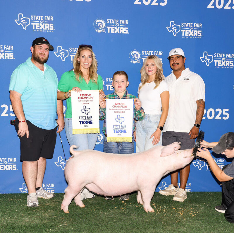Champion Landrace Gilt