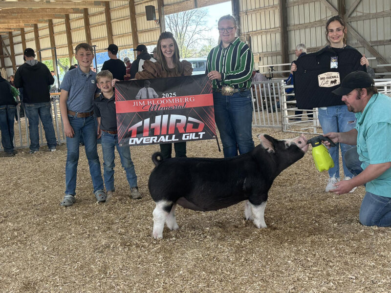Third Overall Gilt and Champion Berkshire